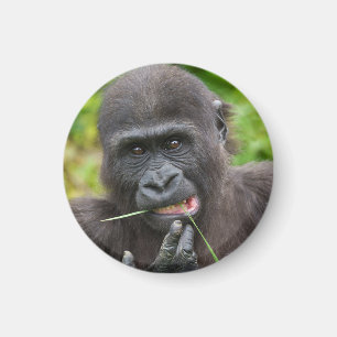 Imã Baby Gorilla Cuteness