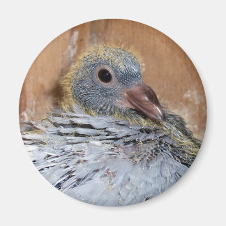 Imã Baby Homing Pigeon Magnet