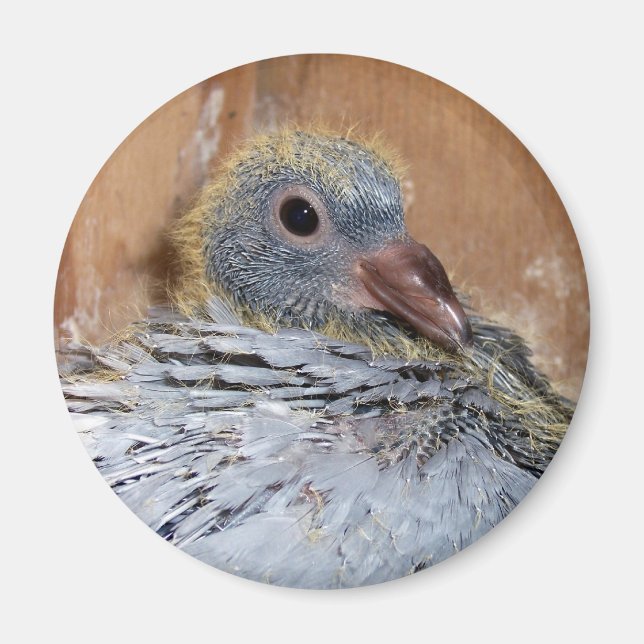 Imã Baby Homing Pigeon Magnet (Frente)