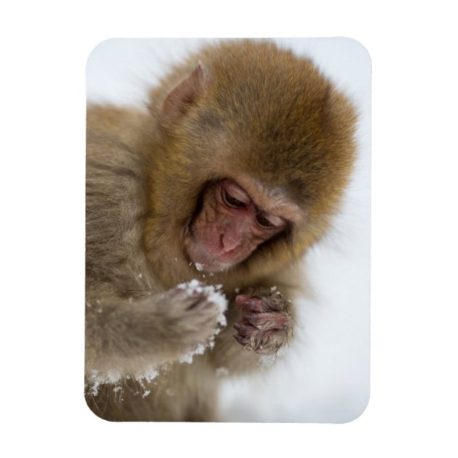 Ímã Baby Japonês Macaque | Macaco-neve (Vertical)