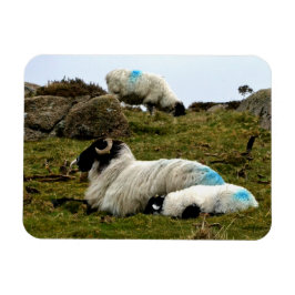 Ímã Baby Lamb Dormindo perto da madeira de Wistman