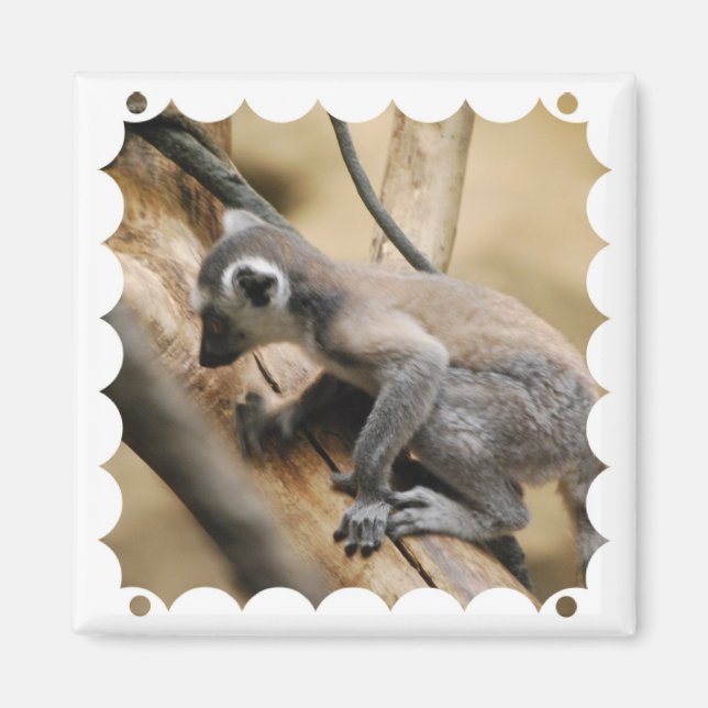 Imã Baby Lemur Magnet (Frente)