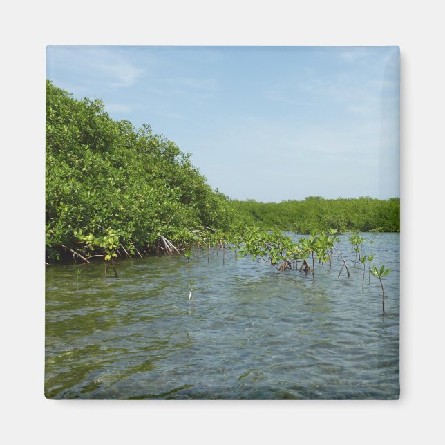 Imã Baby Mangrove Trees no Caribe (Frente)
