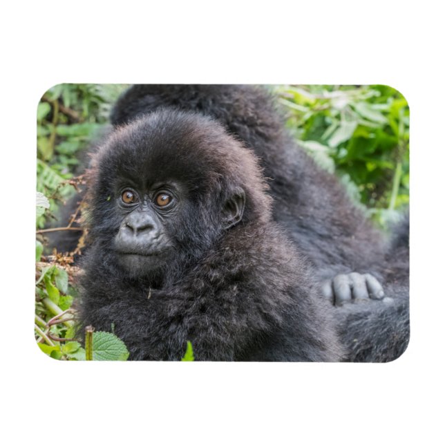 Ímã Baby Mountain Gorilla (Horizontal)