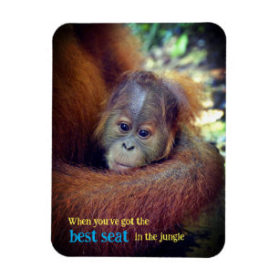 Ímã Baby Orangutan