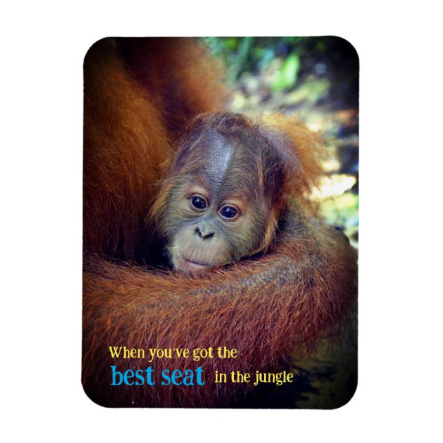 Ímã Baby Orangutan (Vertical)