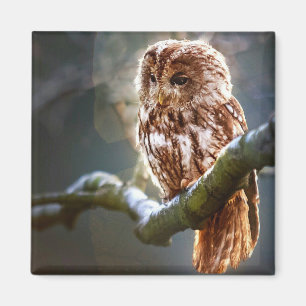 Imã Baby Owl