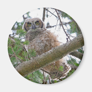 Imã Baby Owl Staring