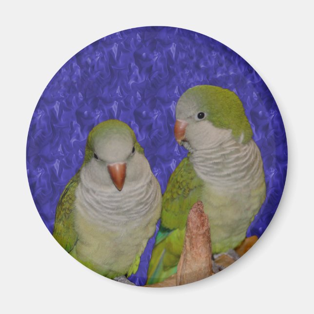 Imã Baby Quaker Parrot Pair Magnet (Frente)