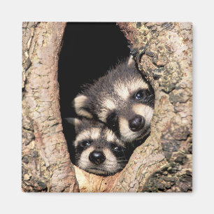 Imã Baby Raccoons saindo da árvore