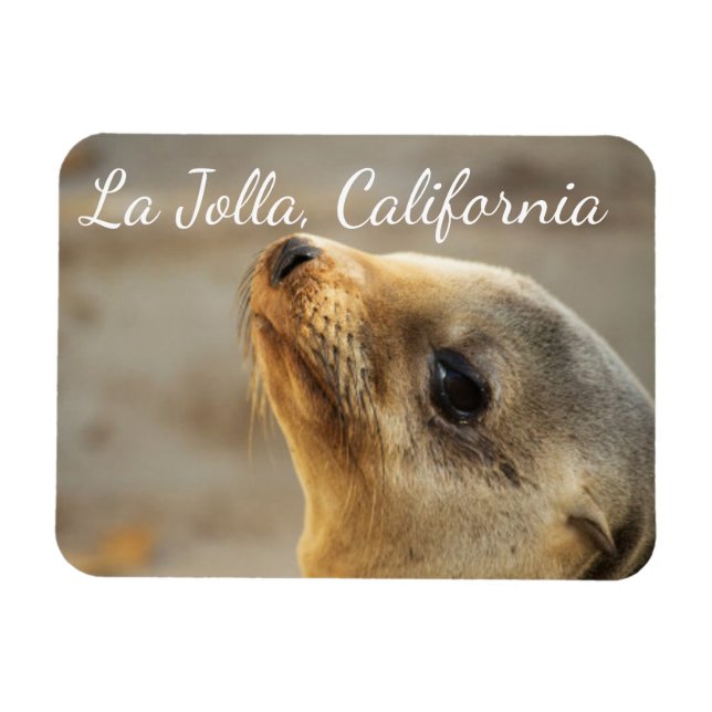 Ímã Baby Sea Lion, La Jolla, Califórnia (Horizontal)