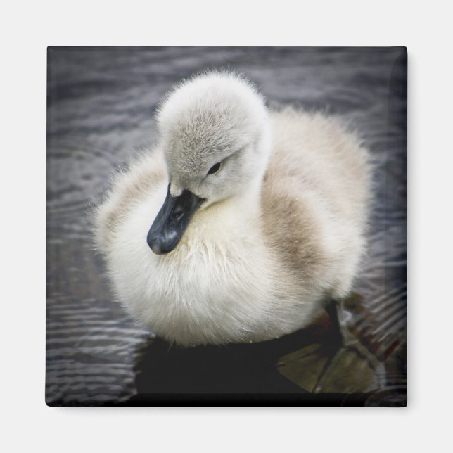 Imã Baby Swan | Cygnet (Frente)