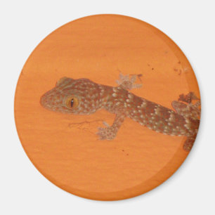 Imã Baby Tokay Gecko