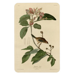 Ímã Bachman's Finch (Sparrow) Audubon Birds of America