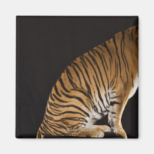 Imã Back-end do tigre que senta-se na plataforma