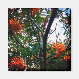 Imã Bagas de laranja