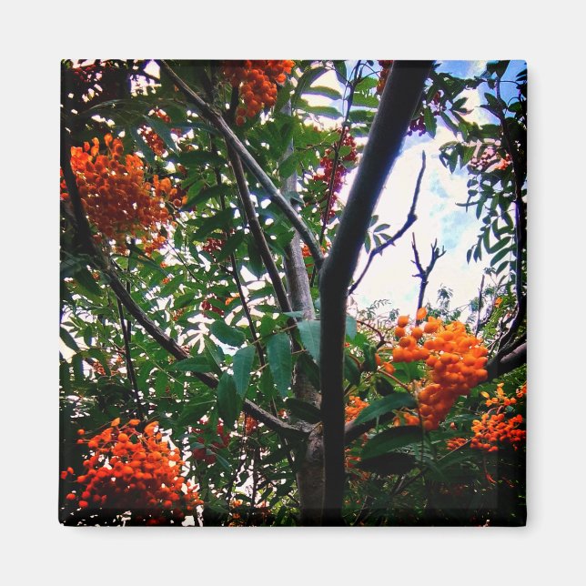 Imã Bagas de laranja (Frente)