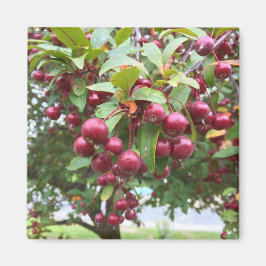 Imã bagas vermelhas