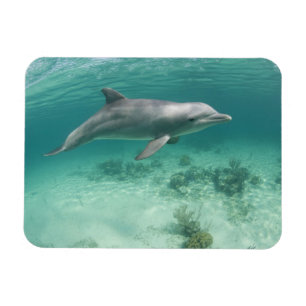 Ímã Bahamas, Ilha de Grand Bahama, Freeport, Cativo 6