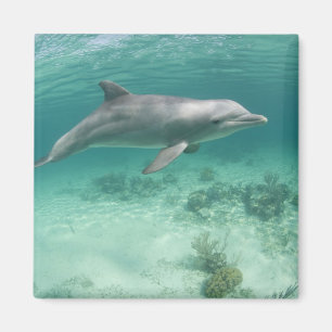 Imã Bahamas, Ilha de Grand Bahama, Freeport, Cativo 6