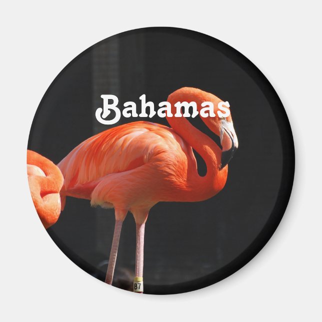 Imã Bahamian Flamingo (Frente)