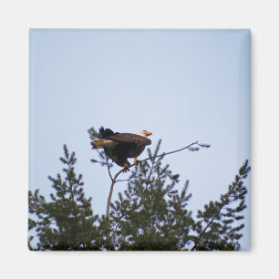 Imã Bald Eagle