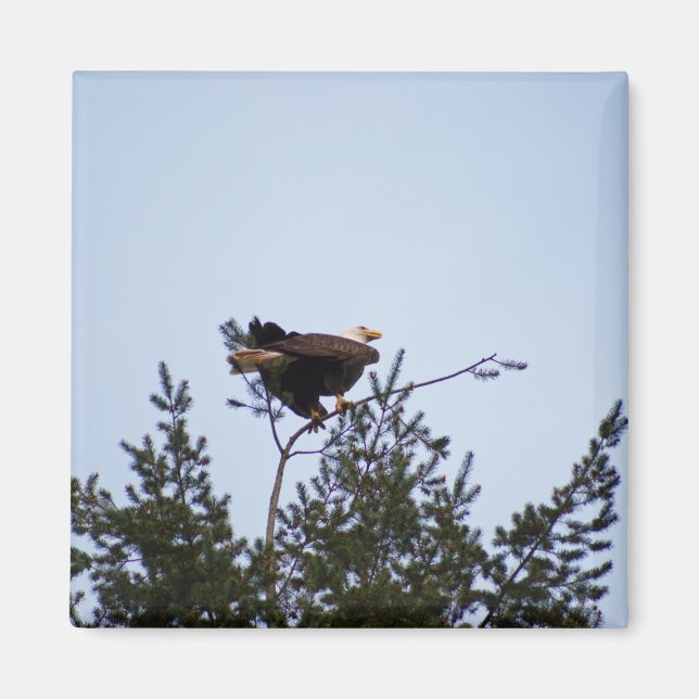 Imã Bald Eagle (Frente)