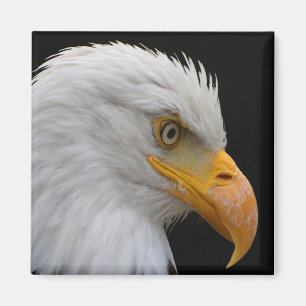 Imã Bald Eagle
