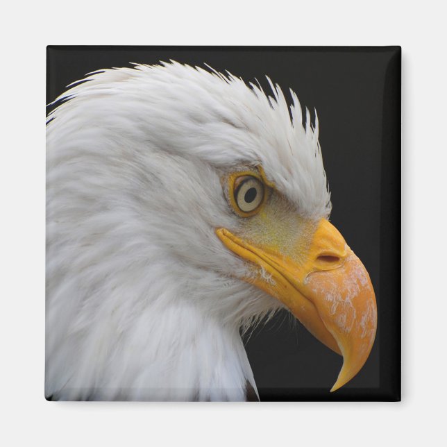 Imã Bald Eagle (Frente)