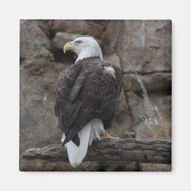 Imã Bald Eagle (Frente)