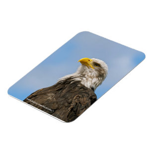 Ímã Bald Eagle