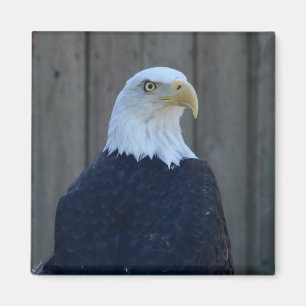 Imã Bald Eagle