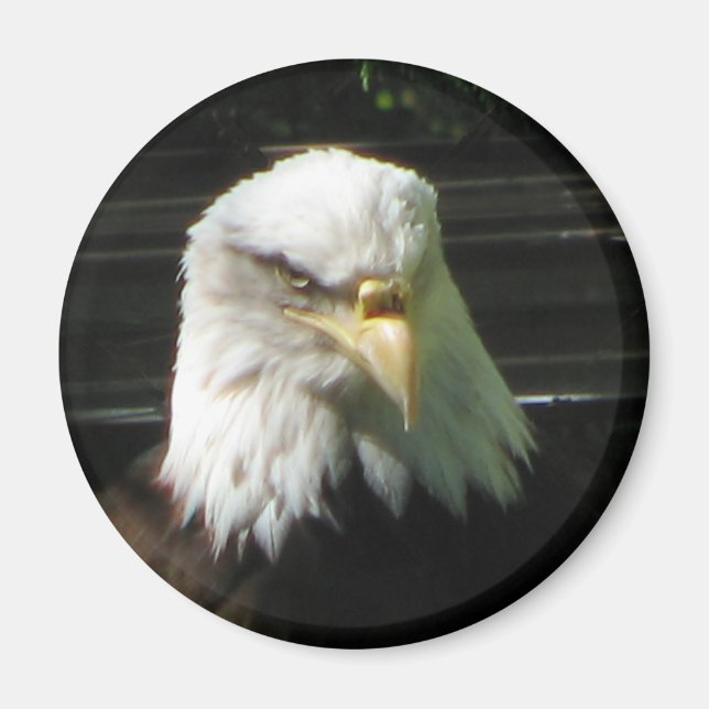 Imã Bald Eagle (Frente)