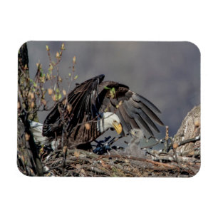 Ímã Bald Eagle com seu bebê