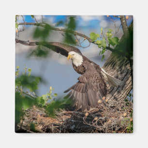 Imã Bald Eagle deixando o ninho