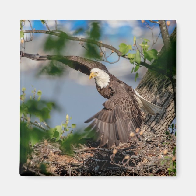 Imã Bald Eagle deixando o ninho (Frente)