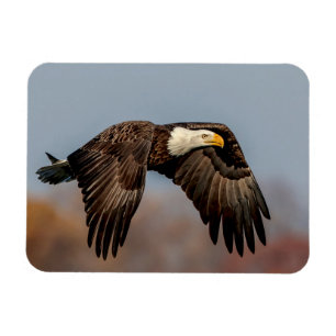 Ímã Bald Eagle em voo