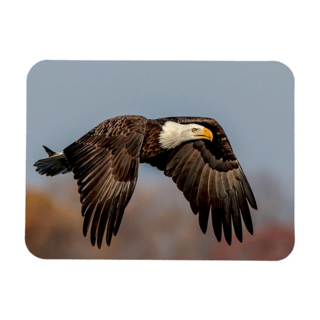 Ímã Bald Eagle em voo (Horizontal)
