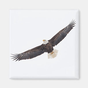 Imã Bald Eagle em voo