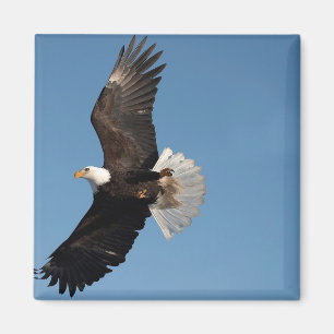 Imã Bald Eagle em Voo