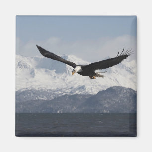 Imã Bald Eagle em Voo, Haliaeetus leucocephalus,