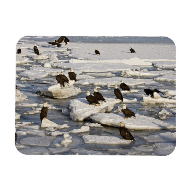 Ímã Bald Eagle, Haliaeetus leucocephalus, Homer, 2 (Horizontal)