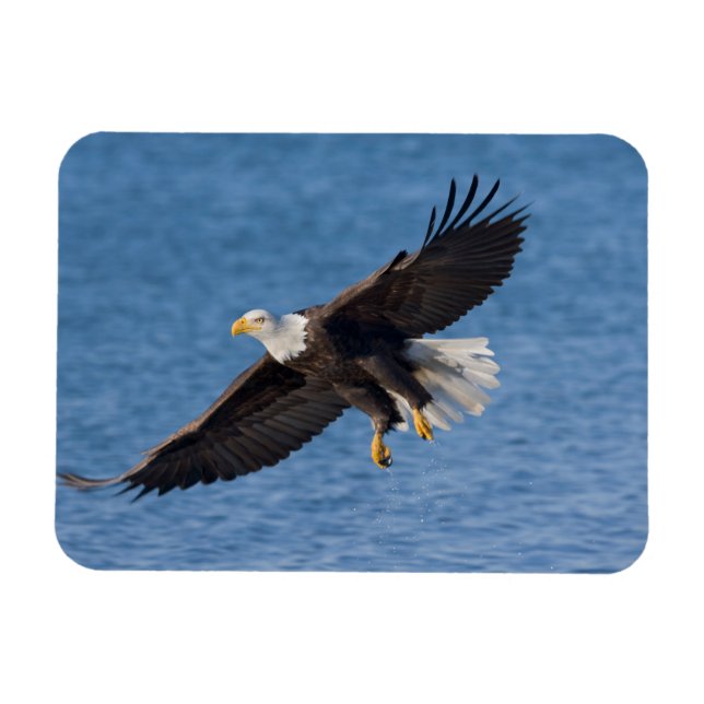 Ímã Bald eagle in flight (Horizontal)