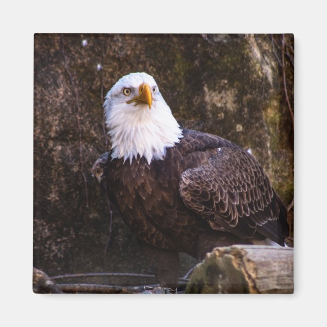 Imã Bald Eagle Magnet (Frente)