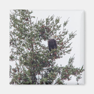 Imã Bald Eagle P2825