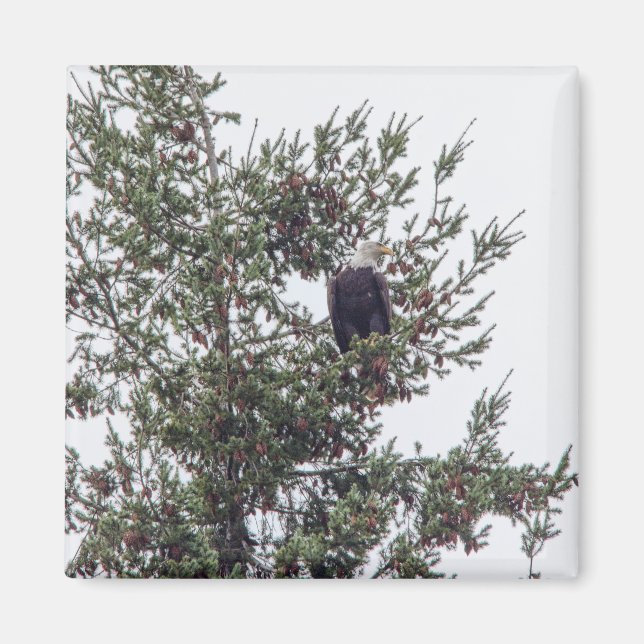 Imã Bald Eagle P2825 (Frente)