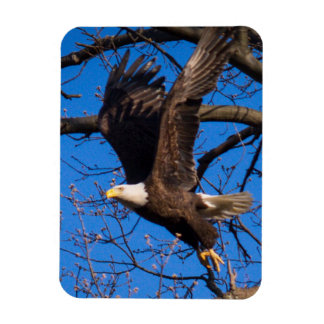 Ímã Bald Eagle Sair