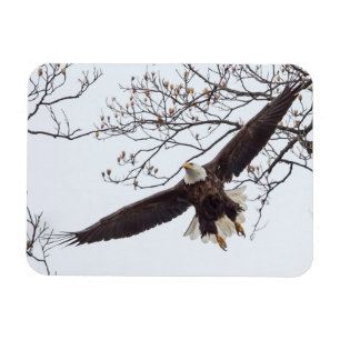 Ímã Bald Eagle Wingspread