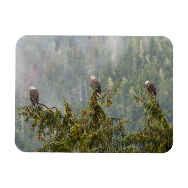 Ímã Bald Eagles | Floresta Nacional do Alasca em Tonga (Horizontal)