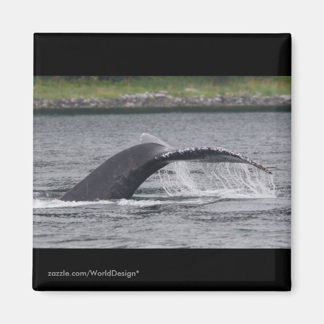 Imã Baleia (Frente)